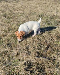 Цуценя Джек рассел тер'єр хлопчик