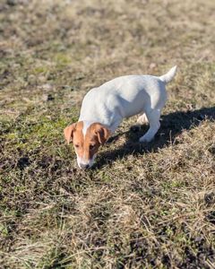 Цуценя Джек рассел тер'єр хлопчик