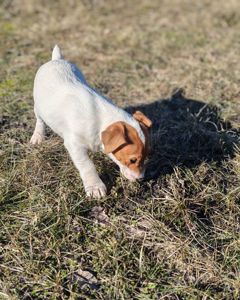Цуценя Джек рассел тер'єр хлопчик