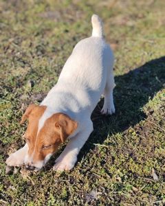 Цуценя Джек рассел тер'єр хлопчик