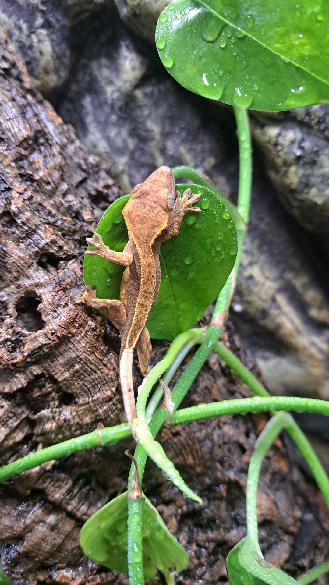 Війчастий бананоїд