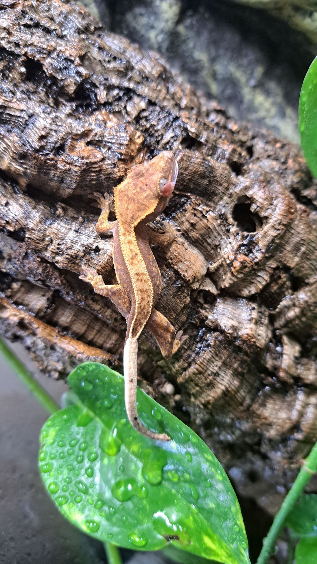 Війчастий бананоїд