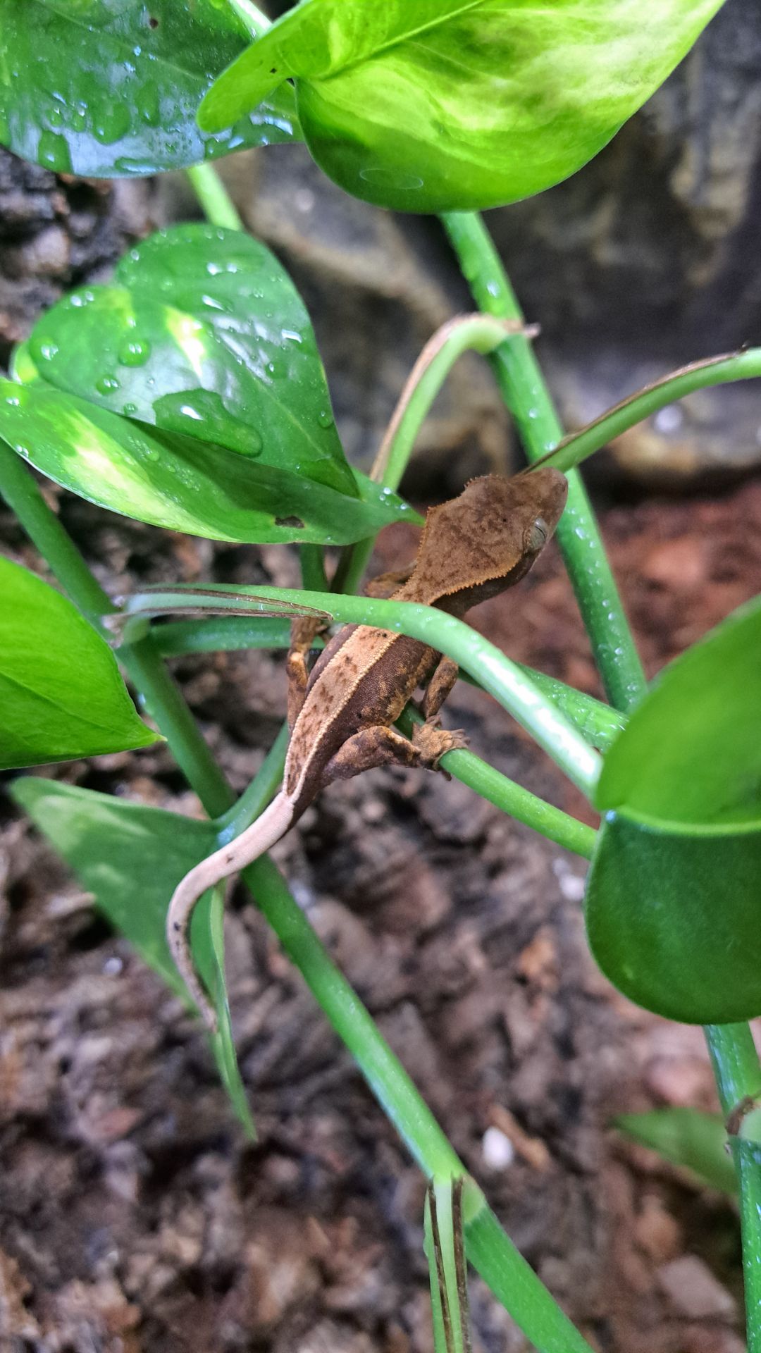 Війчастий бананоїд