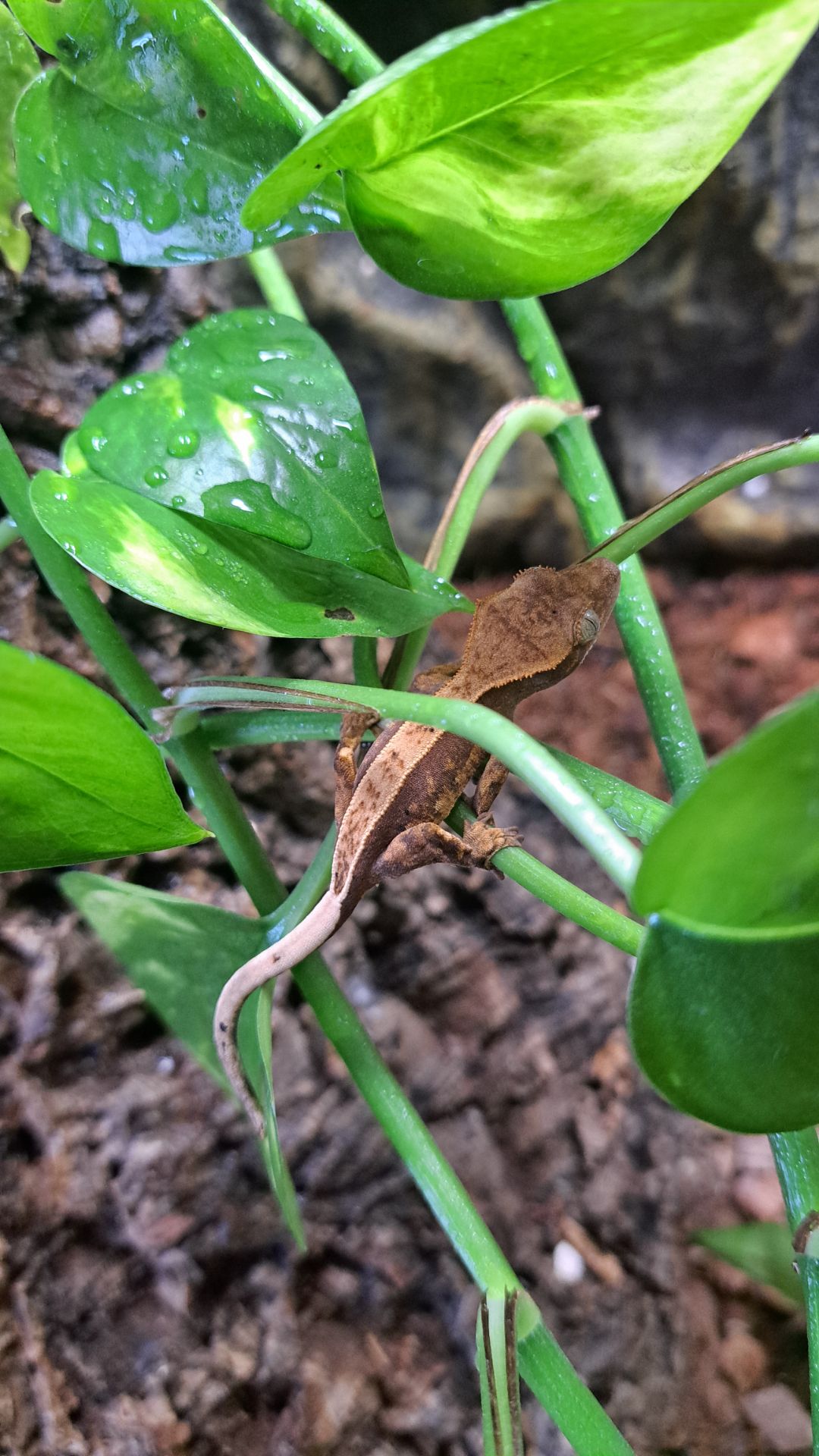 Війчастий бананоїд