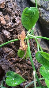 Війчастий бананоїд