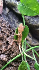 Війчастий бананоїд