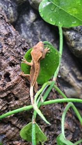 Війчастий бананоїд