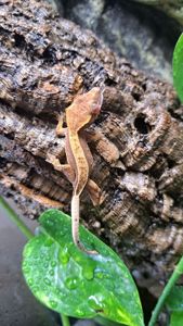 Війчастий бананоїд