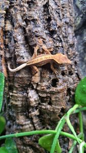 Війчастий бананоїд