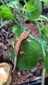 Війчастий бананоїд