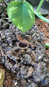 Війчастий бананоїд