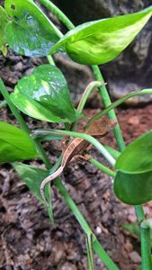 Війчастий бананоїд