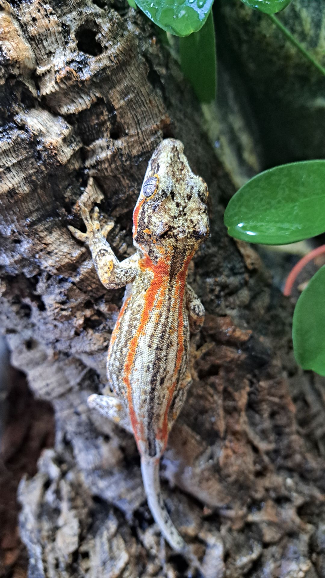 Вухатий бананоїд