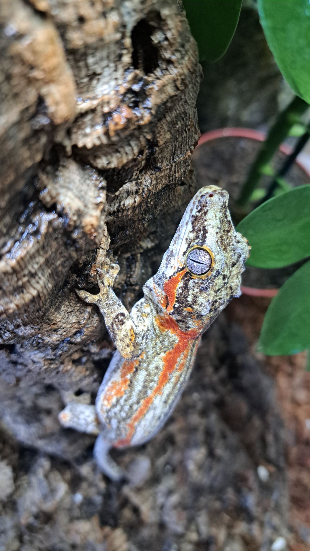 Вухатий бананоїд