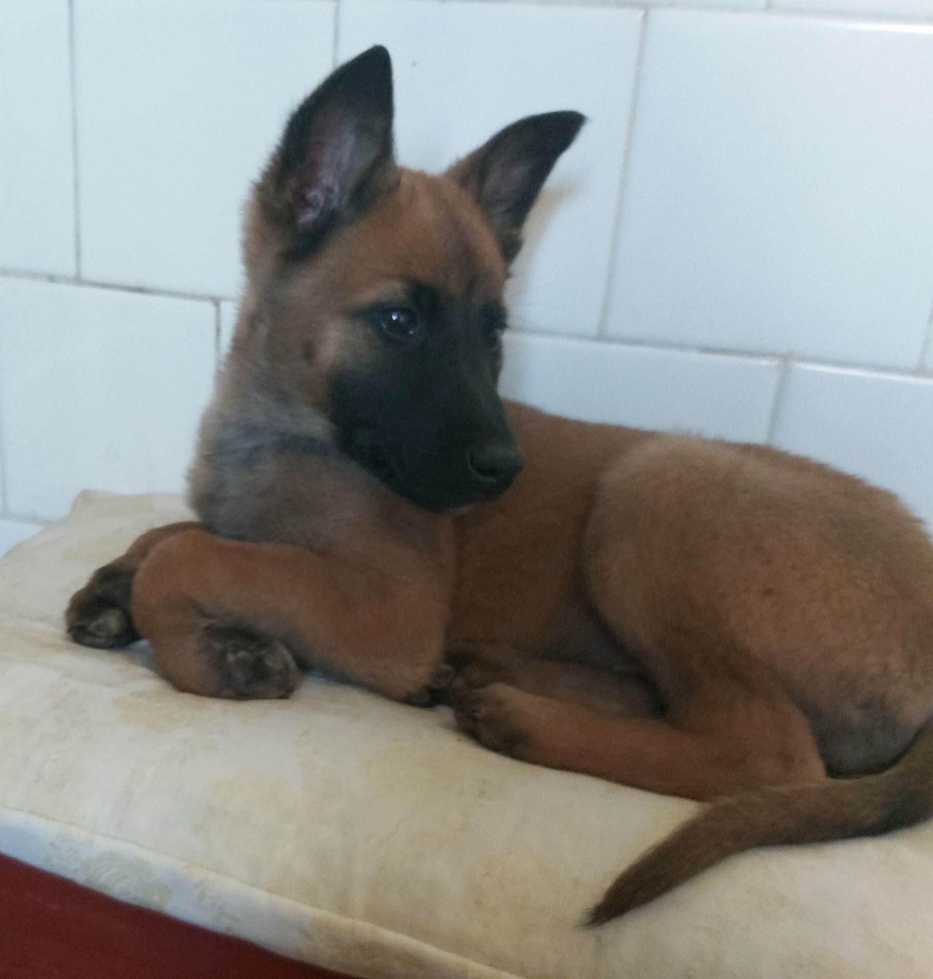 Чарівна дівчинка чекає на люблячу родину