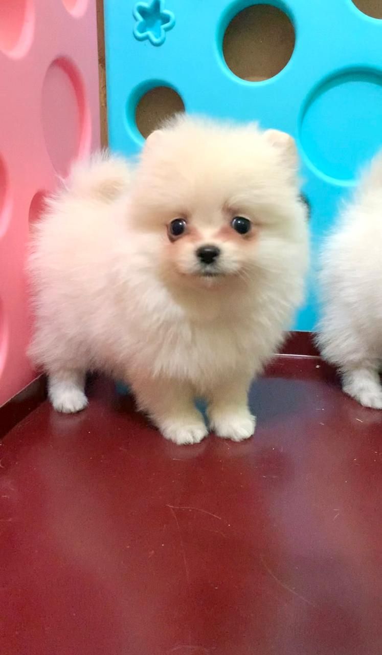 Чудова дівчинка