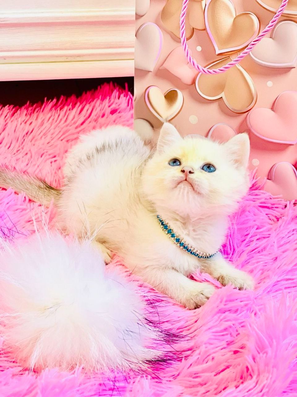 Британська золота шиншилла колор поінт