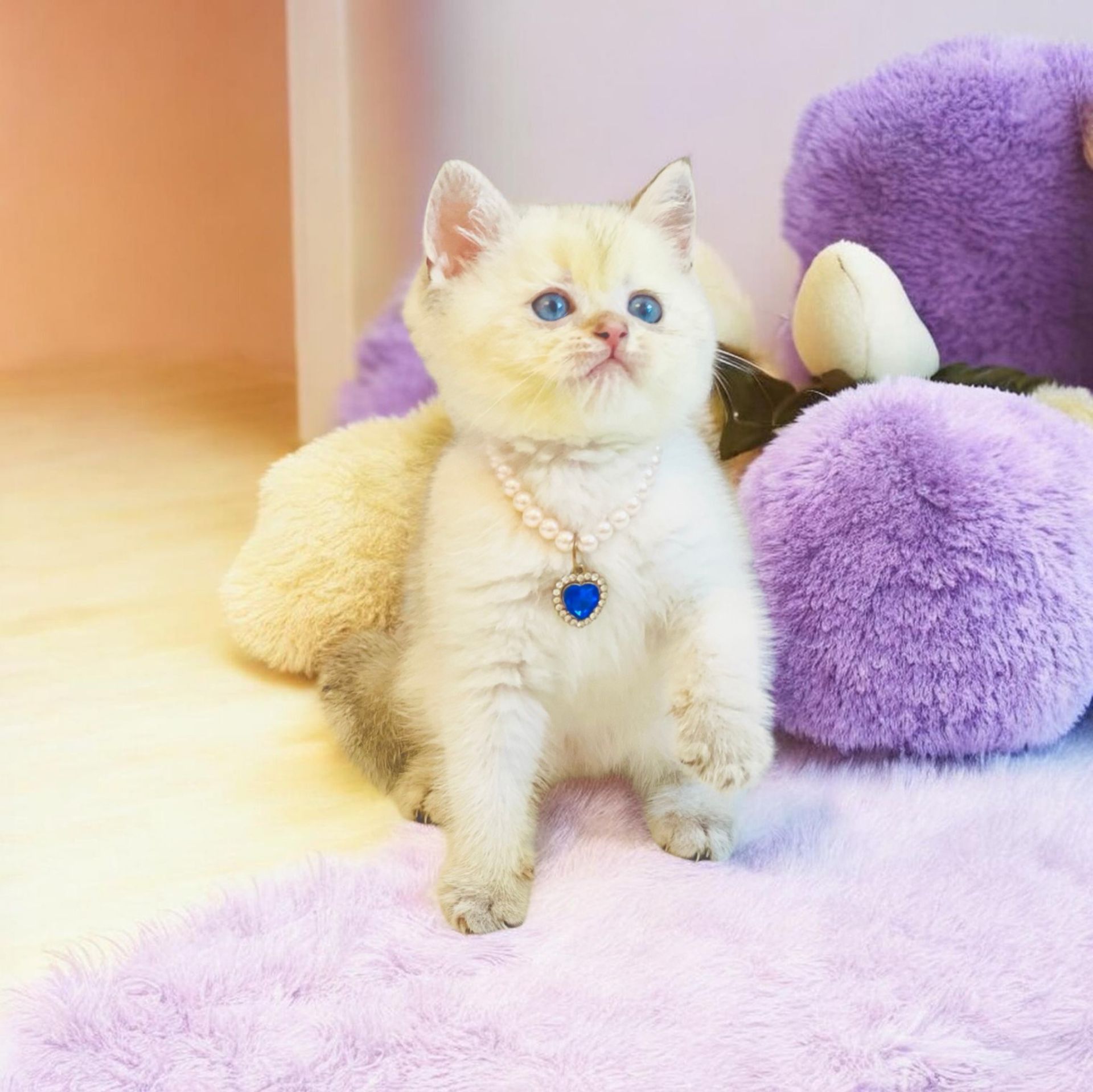 Британська золота шиншилла колор поінт