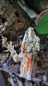 Вухатий бананоїд