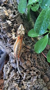 Вухатий бананоїд