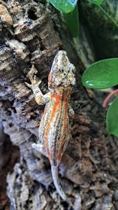 Вухатий бананоїд