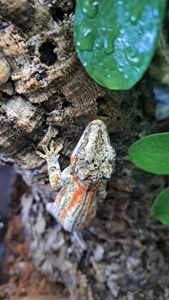 Вухатий бананоїд