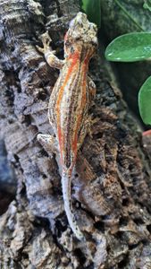 Вухатий бананоїд