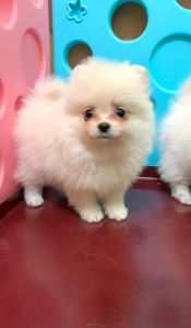 Чудова дівчинка