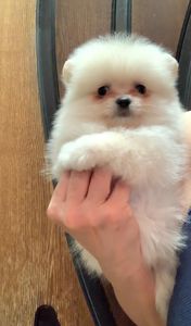 Чудова дівчинка