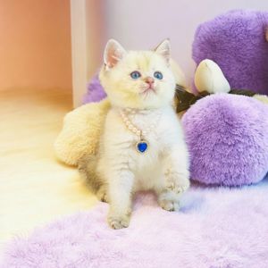 Британська золота шиншилла колор поінт