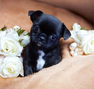 Чорна VIP перлинка!