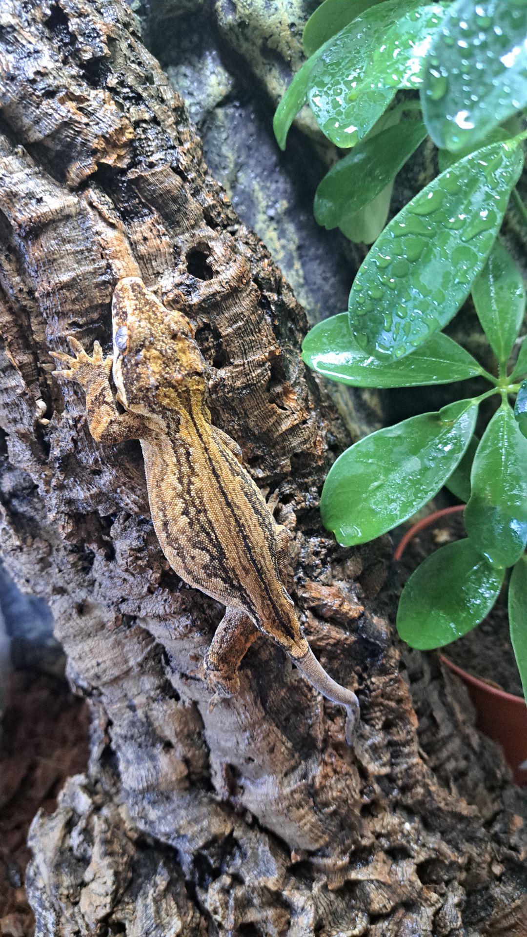 Вухатий бананоїд