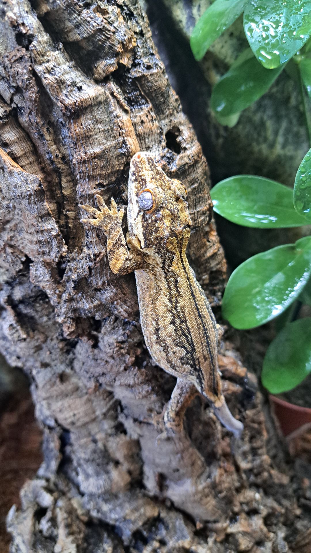 Вухатий бананоїд