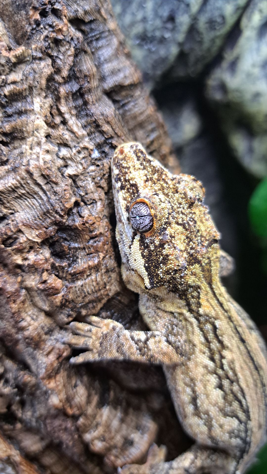 Вухатий бананоїд