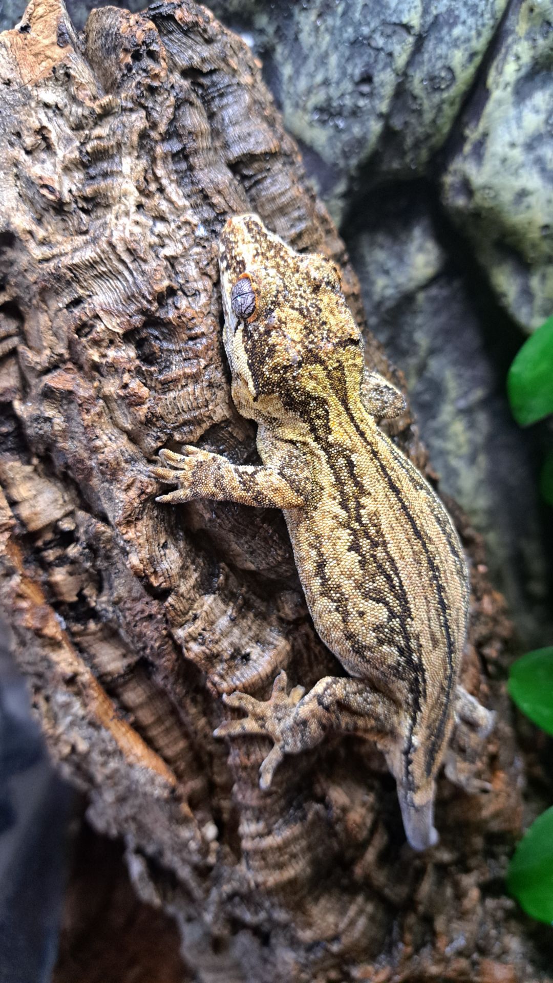 Вухатий бананоїд