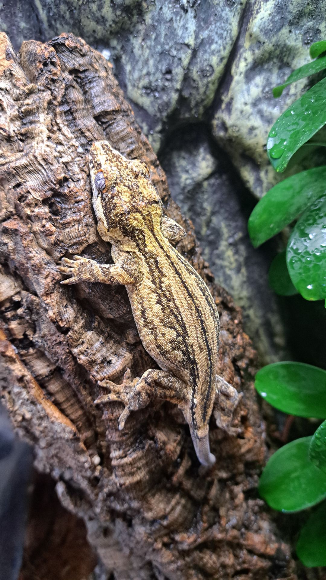 Вухатий бананоїд