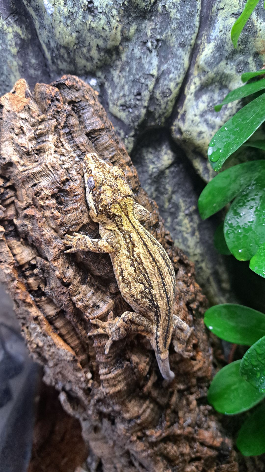 Вухатий бананоїд