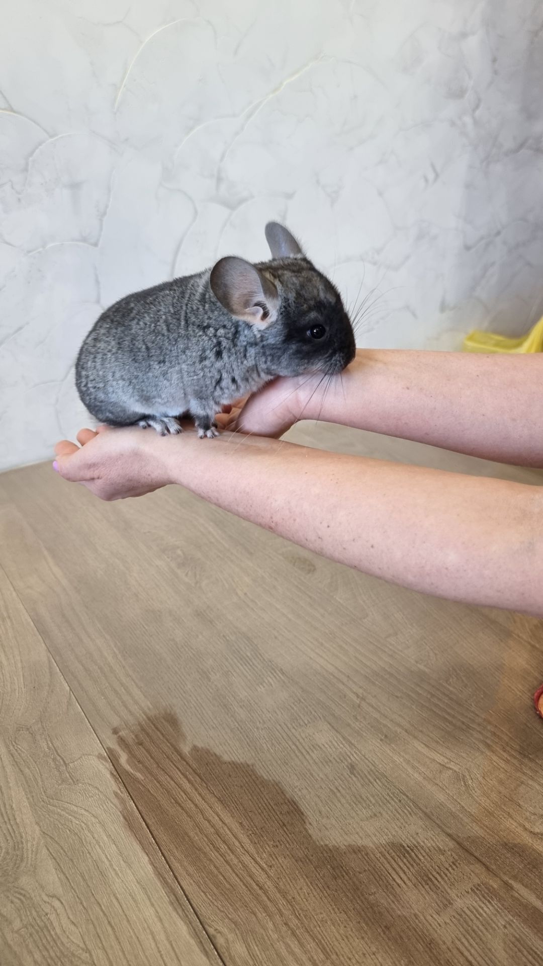 Шиншила дівчинка