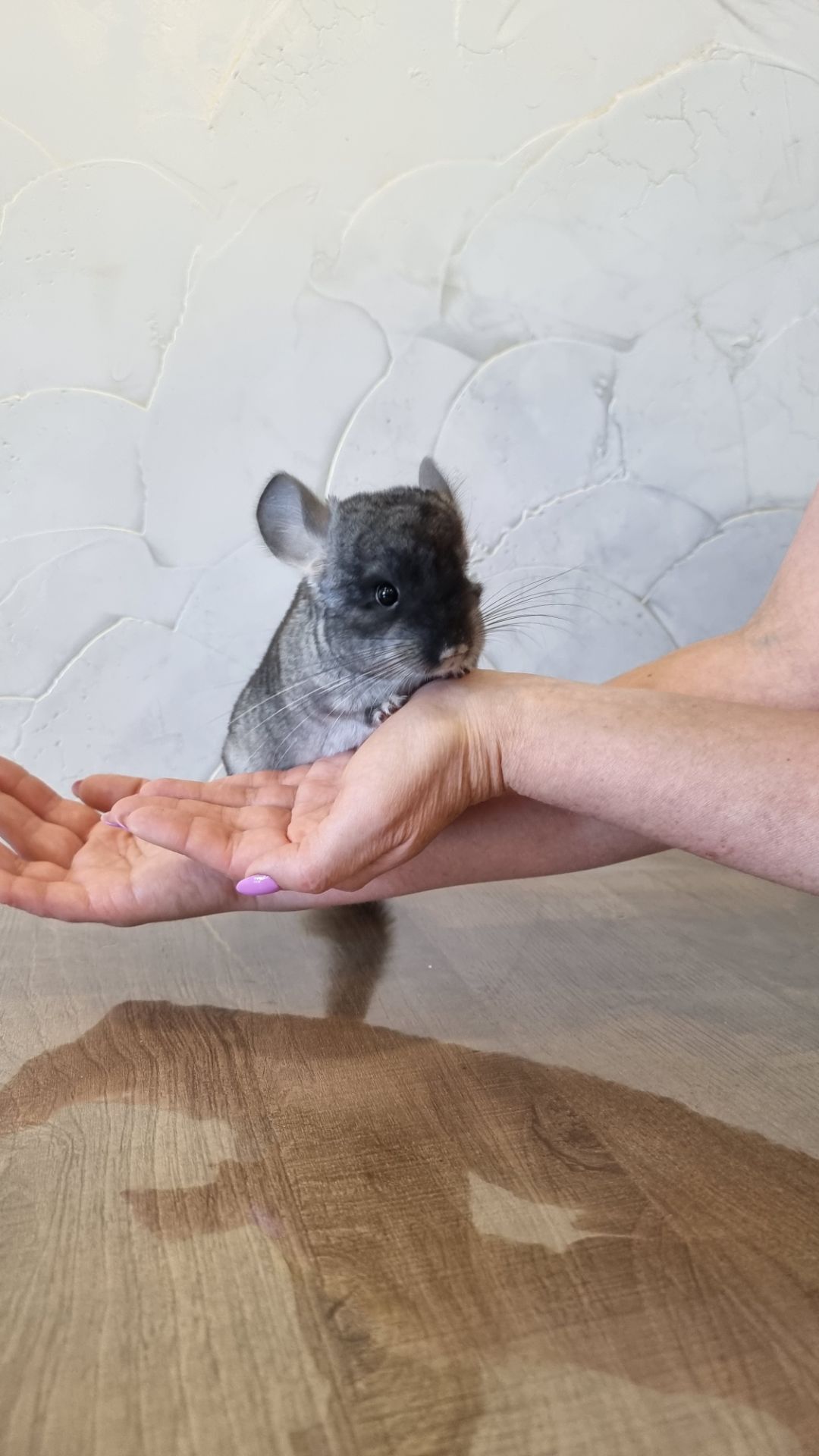 Шиншила дівчинка