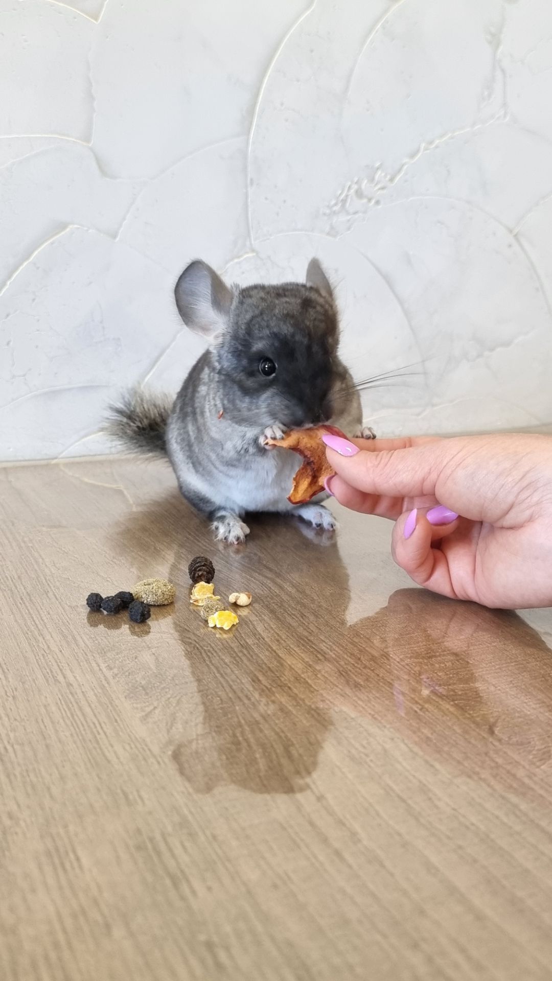 Шиншила дівчинка