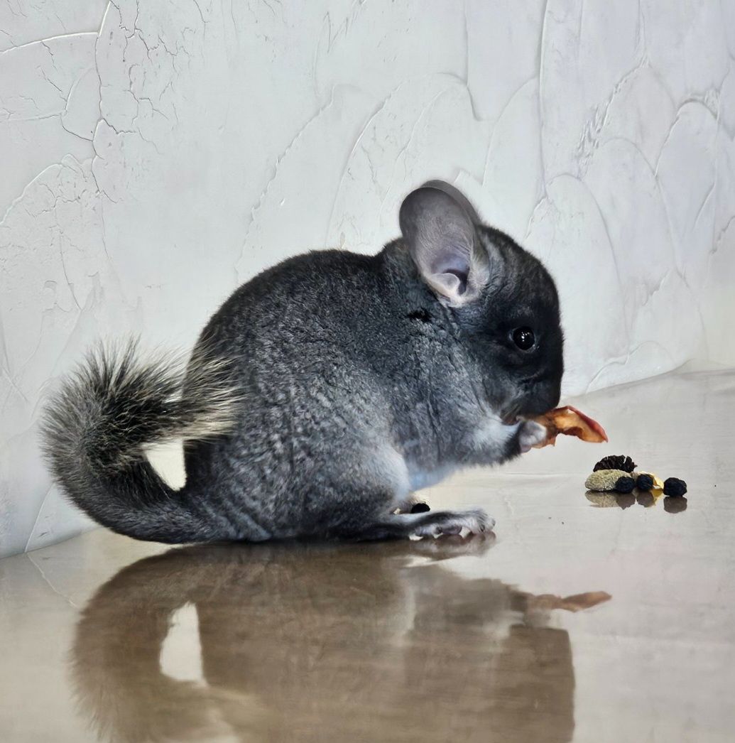 Шиншила дівчинка