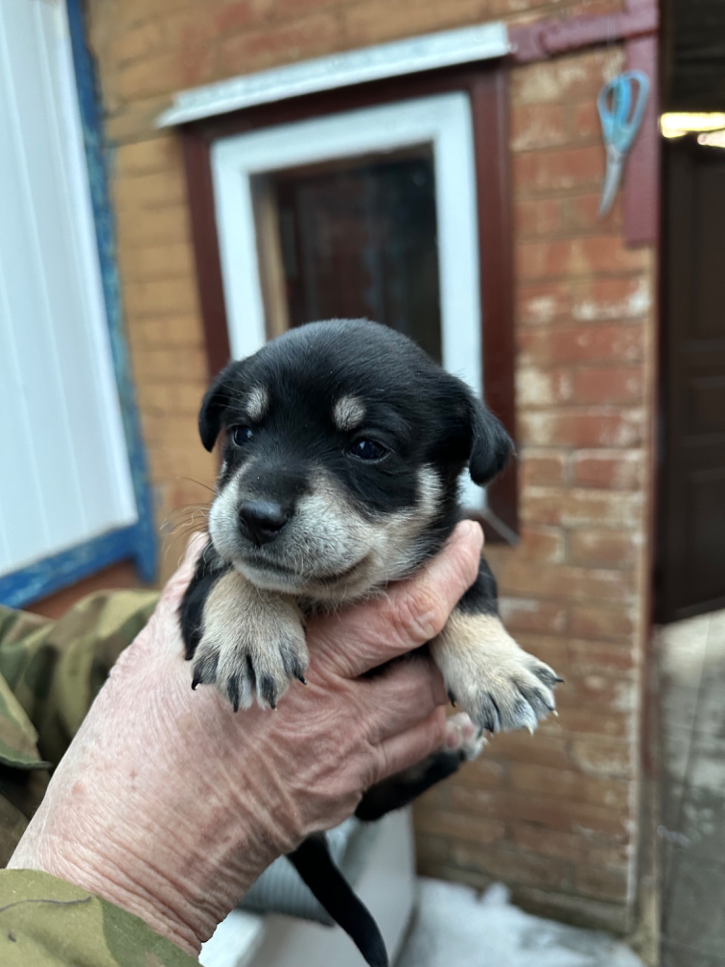 🐶❤️Віддамо цуценят у добрі ручки, які будуть піклуватись та не тримати постійно на ланцюгу❗️❗️❗️