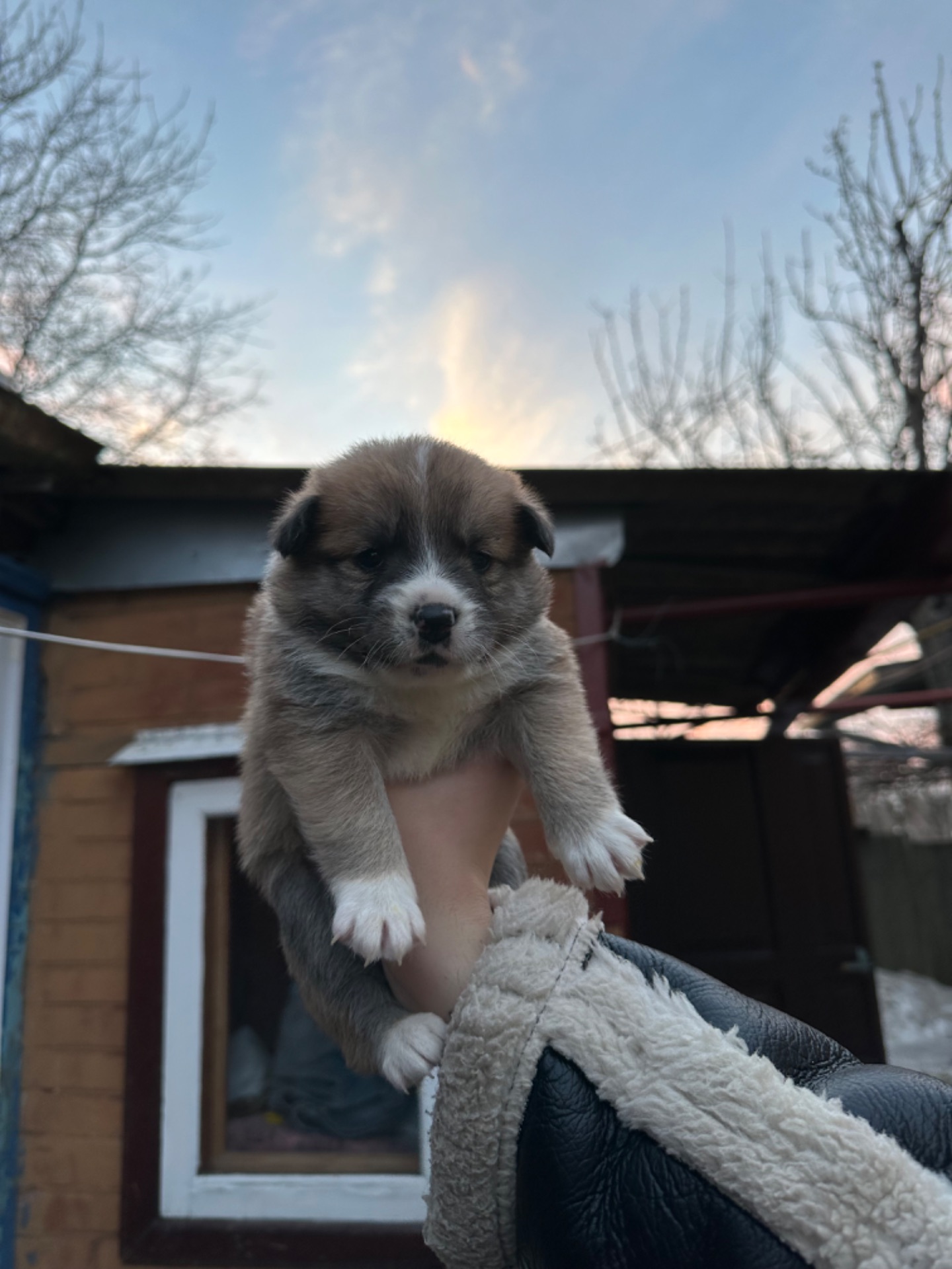 🐶❤️Віддамо цуценят у добрі ручки, які будуть піклуватись та не тримати постійно на ланцюгу❗️❗️❗️