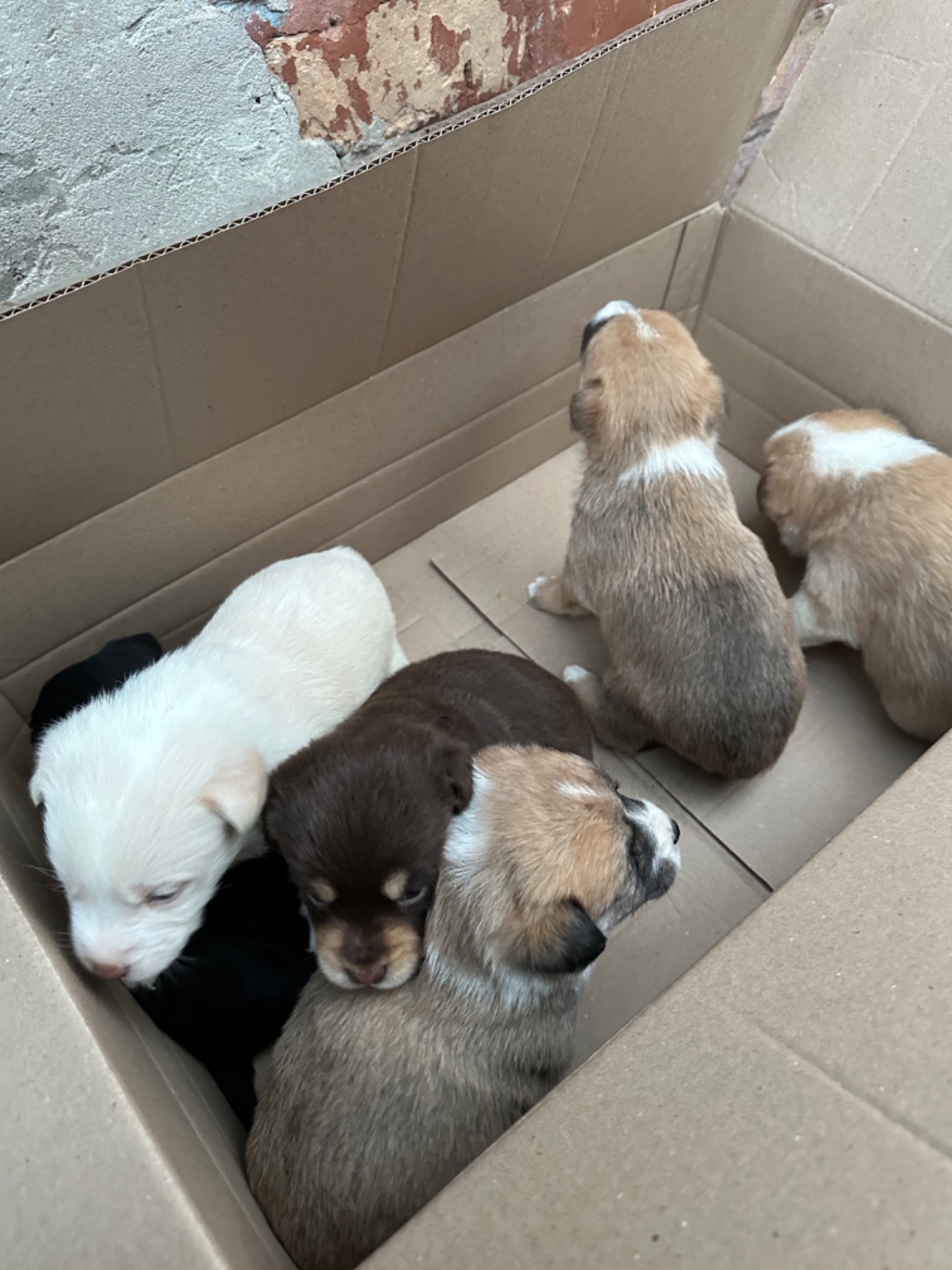 🐶❤️Віддамо цуценят у добрі ручки, які будуть піклуватись та не тримати постійно на ланцюгу❗️❗️❗️