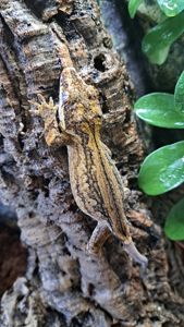 Вухатий бананоїд