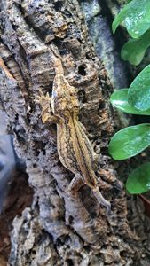 Вухатий бананоїд