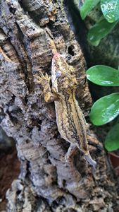 Вухатий бананоїд