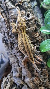 Вухатий бананоїд