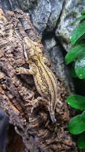 Вухатий бананоїд