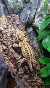 Вухатий бананоїд